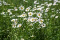 Leucanthemum vulgare meadows wild oxeye daisy flowers with white petals and yellow center in bloom, flowering beautiful plants