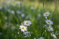 Leucanthemum vulgare meadows wild oxeye daisy flowers with white petals and yellow center in bloom, flowering beautiful plants