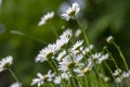 Leucanthemum vulgare meadows wild oxeye daisy flowers with white petals and yellow center in bloom, flowering beautiful plants