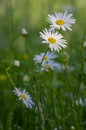 Leucanthemum vulgare meadows wild oxeye daisy flowers with white petals and yellow center in bloom, flowering beautiful plants Royalty Free Stock Photo