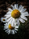 Leucanthemum vulgare meadows wild single flower with white petals and yellow center in bloom