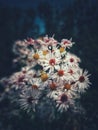 Leucanthemum vulgare meadows wild single flower with white petals and yellow center in bloom