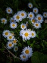 Leucanthemum vulgare meadows wild single flower with white petals and yellow center in bloom