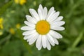 Leucanthemum vulgare meadows wild single flower with white petals and yellow center in bloom Royalty Free Stock Photo