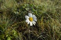 Leucanthemum vulgare, ox-eye daisy flower Royalty Free Stock Photo