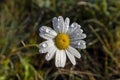 Leucanthemum vulgare, ox-eye daisy flower