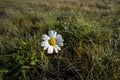 Leucanthemum vulgare, ox-eye daisy flower Royalty Free Stock Photo