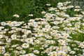 Leucanthemum vulgare, the ox-eye daisy