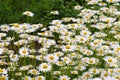 Leucanthemum vulgare, the ox-eye daisy Royalty Free Stock Photo