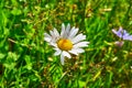 Leucanthemum vulgare, ox-eye daisy, oxeye daisy, dog daisy Royalty Free Stock Photo