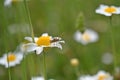 Leucanthemum vulgare, ox-eye daisy, oxeye daisy, dog daisy, marguerite Royalty Free Stock Photo