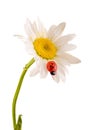 Leucanthemum vulgare, the ox-eye daisy or oxeye daisy (syn. Chrysanthemum leucanthemum), with Ladybug