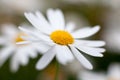 Leucanthemum vulgare, oxeye daisy