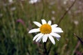 A Lone Oxeye Daisy In A Meadow Full Of Long Grass Royalty Free Stock Photo