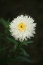 Leucanthemum x superbum cloud cumulaus