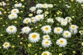 Leucanthemum x superbum `Engelina`