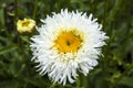 Leucanthemum x superbum `Engelina`