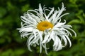 Leucanthemum x Superbum `Phyllis Smith`