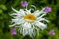 Leucanthemum x Superbum `Phyllis Smith Royalty Free Stock Photo