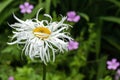 Leucanthemum x Superbum `Phyllis Smith Royalty Free Stock Photo