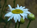 Leucanthemum x superbum, Shasta Daisies. White spring, summer, autumn outdoor flower.