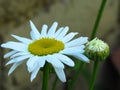 Leucanthemum x superbum, Shasta Daisies. White spring, summer, autumn outdoor flower.