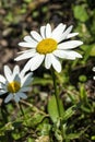 Leucanthemum x superbum `Snowcap`