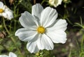 Leucanthemum x superbum `Snowcap`