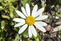 Leucanthemum x superbum `Snowcap` Royalty Free Stock Photo