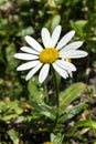 Leucanthemum x superbum `Snowcap`