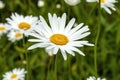 Leucanthemum x superbum