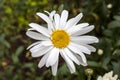 Leucanthemum x superbum `Wirral Supreme` Royalty Free Stock Photo