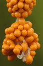 Leucarpus fragilis myxomycete immature of intense orange color