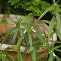 Leucas aspera plant mostly known as Thumbai or Thumba, its various uses in the fields of medicine and agriculture