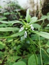 Leucas aspera white flower