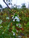 Leucas flower in the rainy season