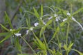 Leucas plants with flowers Royalty Free Stock Photo