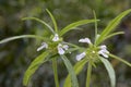 Leucas plants with flowers