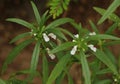 Leucas zeylanica, commonly known as Ceylon slitwort