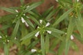 Leucas zeylanica, commonly known as Ceylon slitwort