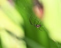 Leucauge argyra