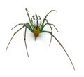 Leucauge argyrobapta or Leucauge mabela - Mabel orchard orb weaver - is a species of long jawed orbweaver in the spider family