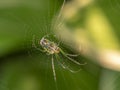 Leucauge argyrobapta, Mabel`s orchard orb weaver Royalty Free Stock Photo