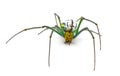 Leucauge argyrobapta or Leucauge mabela - Mabel orchard orb weaver - is a species of long jawed orbweaver in the spider family