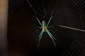 Leucauge spider, long-jawed orb weaver with green color on its web