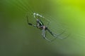 Leucauge spider, long-jawed orb weaver with green color on its web Royalty Free Stock Photo