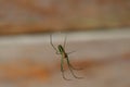 Leucauge venusta, also known as the garden spider, is a long-jawed orbweaver spider Royalty Free Stock Photo