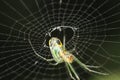 Leucauge venusta Orchard Orbweaver