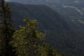 leuchtender nadelbaum und aussicht auf einem berg