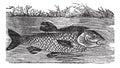 Leuciscus cephalus or European chub, vintage engraving